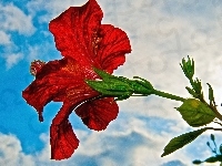 Hibiskus, Czerwony, Niebo