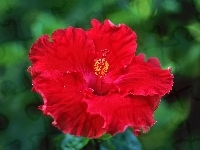 Czerwony, Hibiskus