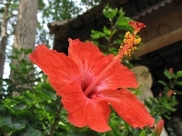 Kwiat, Czerwony, Hibiskusa