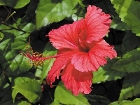 Kwiat, Czerwony, Hibiskusa