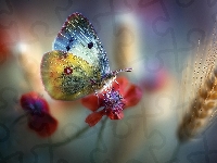 Kłos, Owad, Motyl, Czerwony, Grafika AI, Kwiat