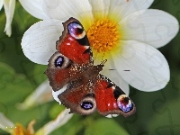 Czerwony, Motyl, Rusałka Pawik, Owad