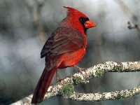 Ptak, Czerwony, Kardynał