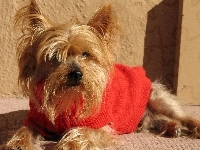 Czerwony, Yorkshire, Terrier, Sweterek