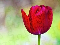 Czerwony, Tulipan