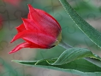 Czerwony, Tulipan