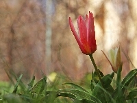 Czerwony, Tulipan