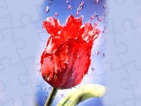 Tulipan, Czerwony, Deszcz