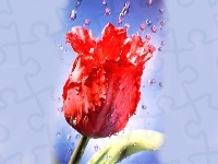 Tulipan, Czerwony, Deszcz