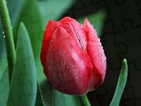 Tulipan, Czerwony, Krople