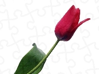 Tulipan, Czerwony, Liść