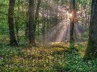 Las, Poranek, Drzewa, Czosnek niedźwiedzi, Promienie słońca