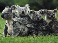 Misie, Cztery, Koala