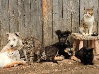 Cztery, Dwa, Psy, Koty