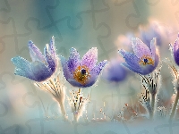 Kwiaty, Cztery, Sasanki, Grafika AI