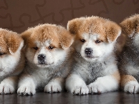 Szczeniaki, Cztery, Słodkie, Akita inu