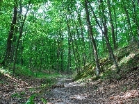 Leśna, Dąbrowa, Ścieżka