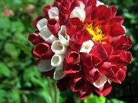 Kwiat, Dalia, Czerwony