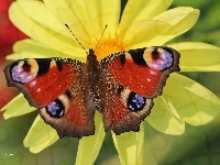 Dalia, Motyl, Pawik Rusałka, Kwiat