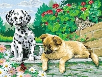 Dalmatyńczyk, Kwiaty, Dwa, Psy, Kot