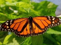 Danaid, Motyl, Monarcha, Wędrowny