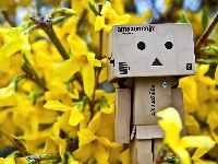 Danbo, Forsycje, Wiosna