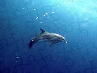 Delfin