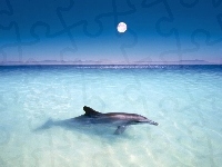 Delfin