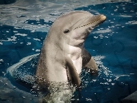 Delfin