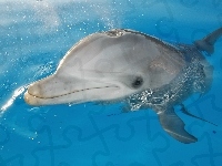 Delfin, Basen