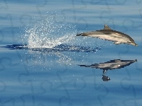 Ocean, Delfin, Odbicie