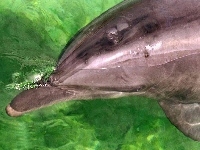 Zielona, Delfin, Woda