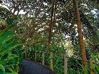 Deptak, Tropikalny, Ogród Botaniczny, Hawaje