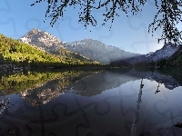 Jezioro Derborence, Szwajcaria, Góry Alpy Berneńskie, Drzewa
