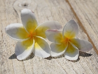 Deski, Plumeria, Kwiaty