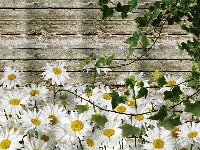 Deski, Bluszcz, Margerytki