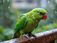 Poręcz, Zielona, Papuga, Deszcz