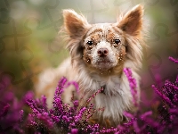 Mordka, Pies, Chihuahua długowłosa merle, Wrzos