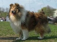 Długowłosy, Collie