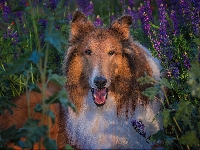 Pies, Owczarek szkocki długowłosy, Collie, Kwiaty