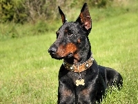 Doberman