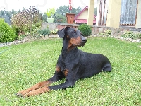 Doberman