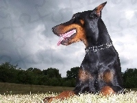 Kolczatka, Doberman, Język