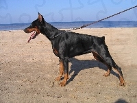 Doberman, Plaża