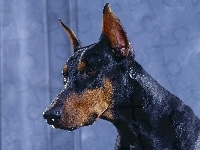 Doberman, Pysk