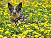 Łąka, Australian cattle dog, Kwiaty