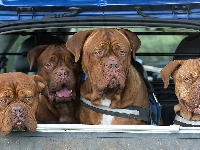 Psy, Samochód, Cztery, Dog de Bordeaux
