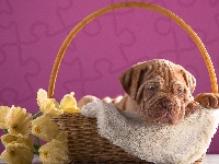 Pies, Koszyk, Szczeniak, Dog de Bordeaux