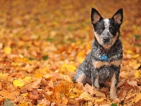 Liście, Australian Cattle Dog, Australijski pies pasterski