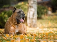 Dog kanaryjski, Perro de presa canario